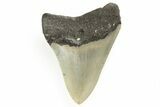 Serrated, Fossil Megalodon Tooth - North Carolina #190922-1